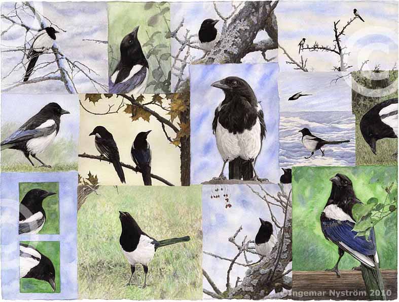 skata skator magpie magpies