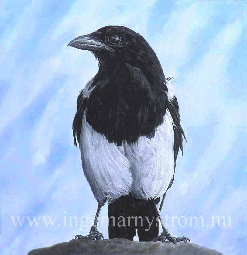 skata magpie elster