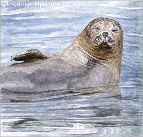 KLICKA F&Ouml;R  DJURMOTIV!