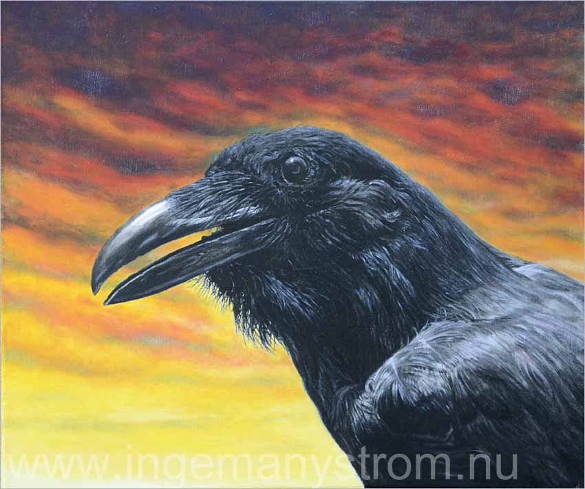 raven
