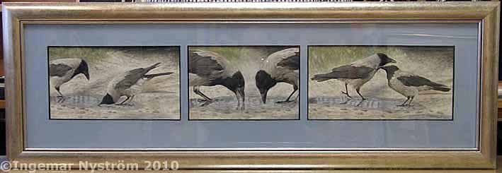 crows