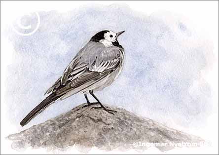 Konst: s&auml;des&auml;rla white wagtail  bachstelze